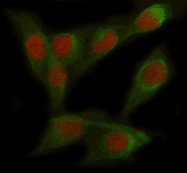 IF analysis of FOXC2 using anti-FOXC2 antibody (A01780-2) and anti-Tubulin Alpha antibody (M03989-3)