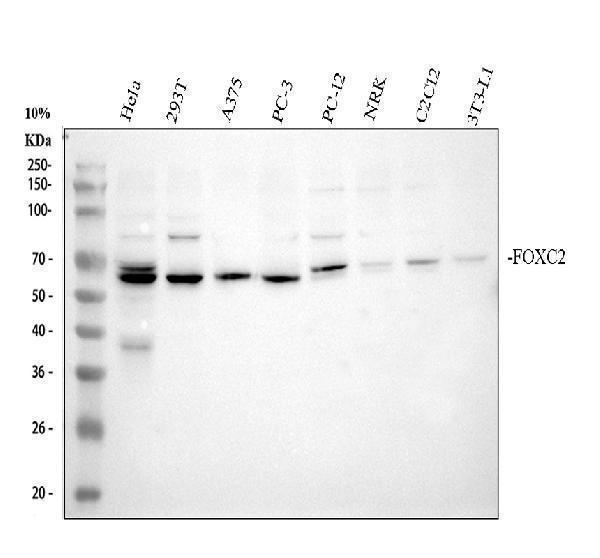 Western blot analysis of FOXC2 using anti-FOXC2 antibody (A01780-2)