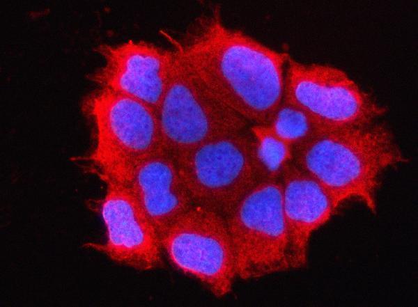 a01781 1 omp primary antibodies if testing 2