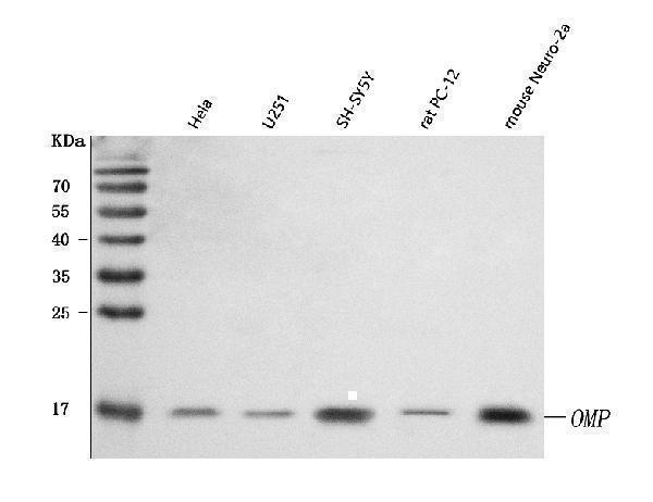 a01781 1 omp primary antibodies wb testing 1