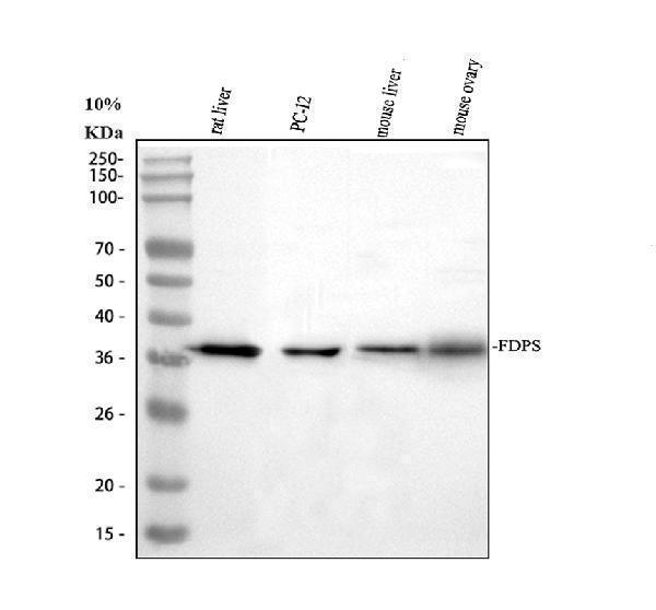 Western blot analysis of FDPS/FPS using anti-FDPS/FPS antibody (A01782-2)