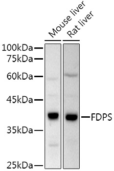 Western blot analysis of extracts of various cell lines, using FPS/FDPS Rabbit pAb antibody  at 1:500 dilution