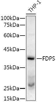 Western blot analysis of extracts of THP-1 cells, using FPS/FDPS Rabbit pAb antibody  at 1:500 dilution