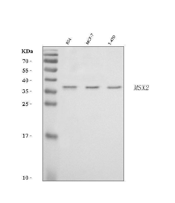  Western blot analysis of Hox8/MSX2 using anti-Hox8/MSX2 antibody (A01783-2)