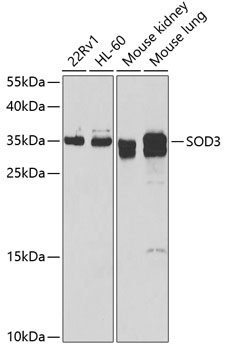 Western blot analysis of extracts of various cell lines, using SOD3 antibody  at 1:1000 dilution