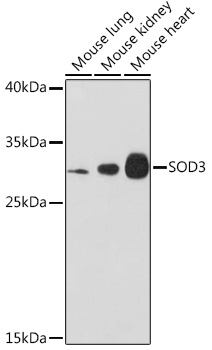a01784 2 sod3 primary antiboties wb testing 2