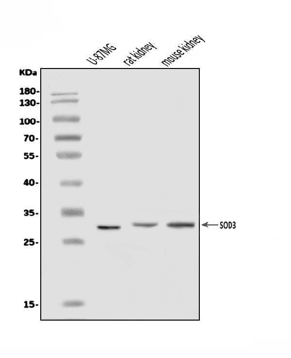  Western blot analysis of Superoxide Dismutase 3/EC-SOD/SOD3 using anti-Superoxide Dismutase 3/EC-SOD/SOD3 antibody (A01784-4)
