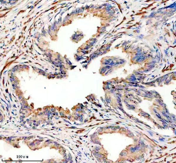 IHC analysis of PEMT using anti-PEMT antibody (A01785-1)