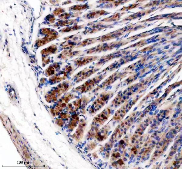 IHC analysis of PEMT using anti-PEMT antibody (A01785-1)