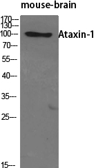 a01786 1 atxn1 primary antibodies wb testing 2