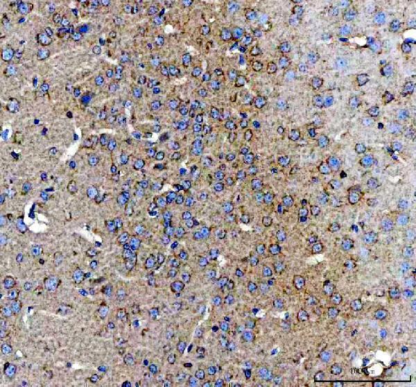 a01787 1 amphiregulin primary antibodies ihc testing 1