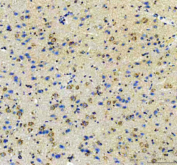 a01787 1 amphiregulin primary antibodies ihc testing 2_1