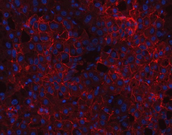 a01788 1 cd166 primary antibodies if testing 8