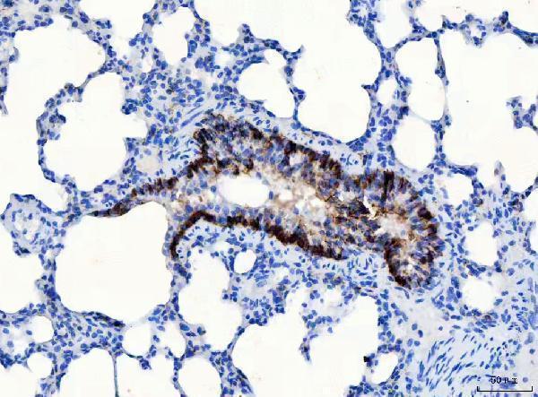 a01788 1 cd166 primary antibodies ihc testing 6_1