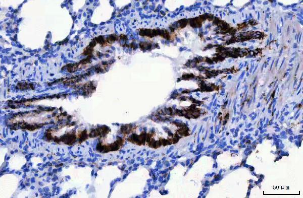 a01788 1 cd166 primary antibodies ihc testing 7