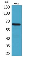 Western Blot analysis of K562 cells using CD166 Polyclonal Antibody