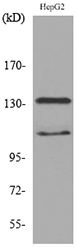 a01790 1 inppl1 primary antibodies wb testing 2