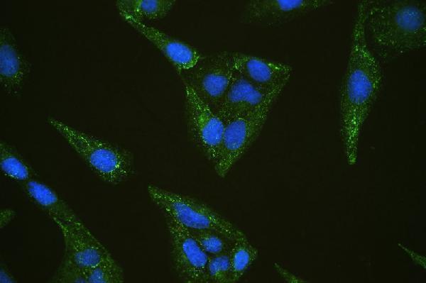a01790 inppl1 primary antibodies if testing 9