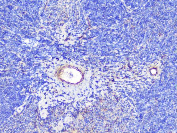 a01790 inppl1 primary antibodies ihc testing 6
