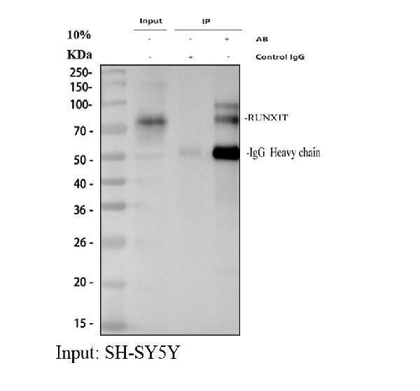 a01792 1 runx1t1 primary antibodies ip testing 1