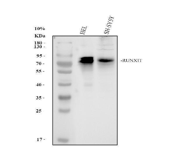 a01792 1 runx1t1 primary antibodies wb testing 1