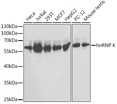 Western blot analysis of extracts of various cell lines, using hnRNP K antibody  at 1:1000 dilution