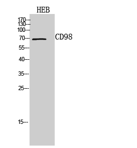 a01794 1 slc3a2 primary antibodies wb testing 1