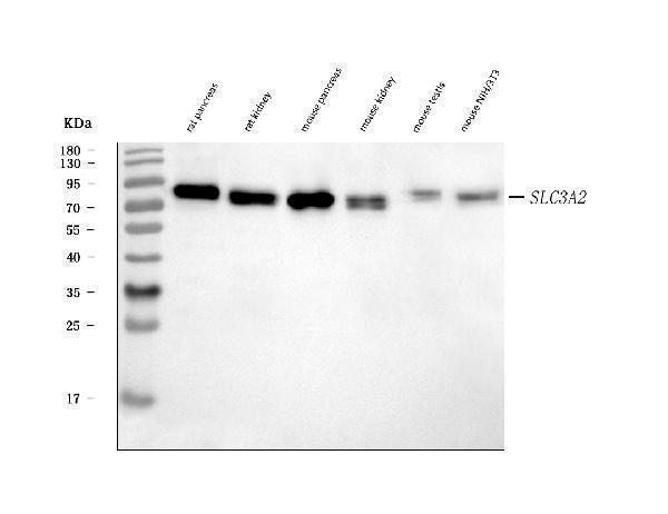  Western blot analysis of CD98/Slc3a2 using anti-CD98/Slc3a2 antibody (A01794-3)