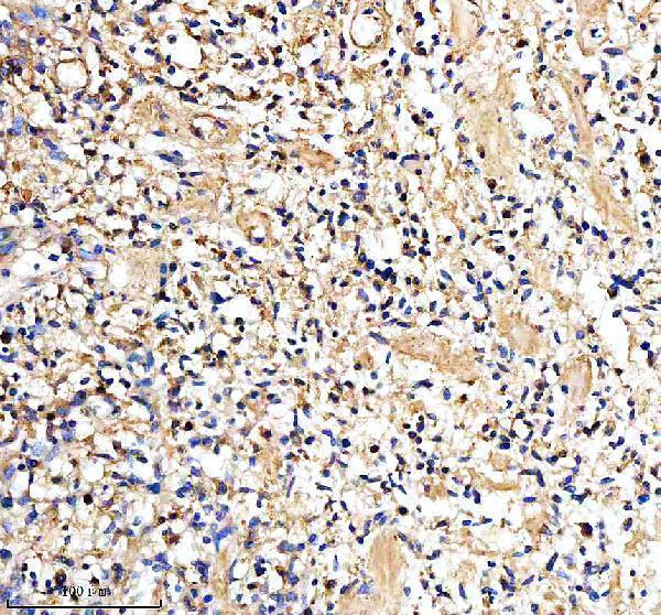 a01794 4 cd98 slc3a2 primary antibodies ihc testing 2