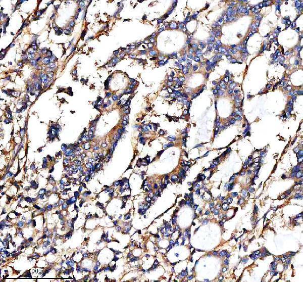 a01794 4 cd98 slc3a2 primary antibodies ihc testing 3