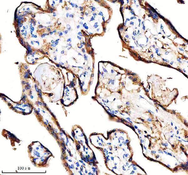 a01794 4 cd98 slc3a2 primary antibodies ihc testing 4