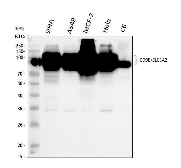 Western blot analysis of CD98/SLC3A2 using anti-CD98/SLC3A2 antibody (A01794-4)
