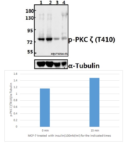 Western blot (WB) analysis of p-PKC ζ (T410)pAb at 1:500 dilution
Lane1:MCF-7 whole cell lysate
Lane2:MCF-7 treated with insulin(100nM/ml,15 minutes) whole cell lysate
Lane3:The Kidney tissue lysate of Rat
Lane4:The Lung tissue lysate of Mouse