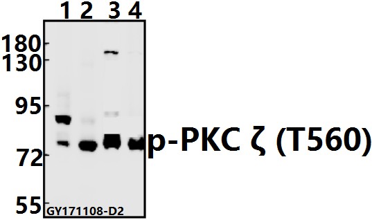 Western blot (WB) analysis of p-PKC ζ (T560) pAb at 1:500 dilution
Lane1:The Brain tissue lysate of Mouse(40ug)
Lane2:The Brain tissue lysate of Rat(40ug)
Lane3:HEK293T whole cell lysate(20ug)
Lane4:PC3 whole cell lysate(20ug)