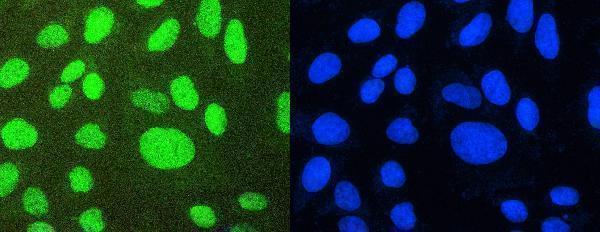 a01798 ptbp1 primary antibodies if testing 8