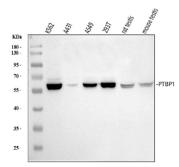 a01798 ptbp1 primary antibodies wb testing 1