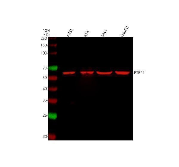 a01798 ptbp1 primary antibodies wb testing 10