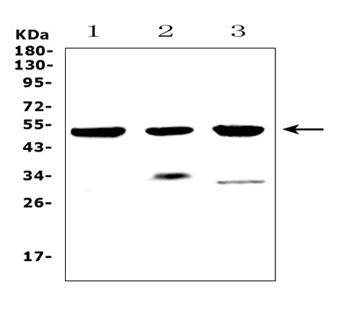 a01801 1 htra1 primary antibodies wb testing 1