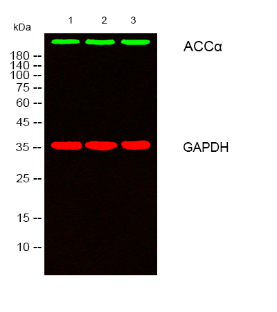 Western blot analysis of lysates from 1) Hela, 2) 293T ,3) NIH/3T3 cells, (Green） primary antibody was diluted at 1:1000, 4°over night, secondary antibody was diluted at 1:10000, 37° 1hour