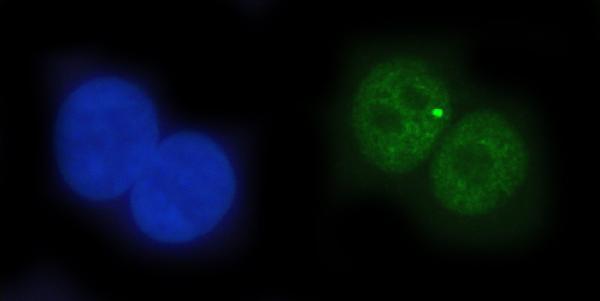  IF analysis of TDP2 using anti-TDP2 antibody (A01804-1)