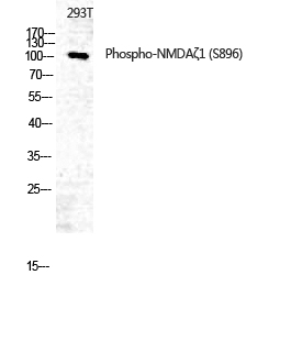 a01808s896 1 grin1 primary antibodies wb testing 2