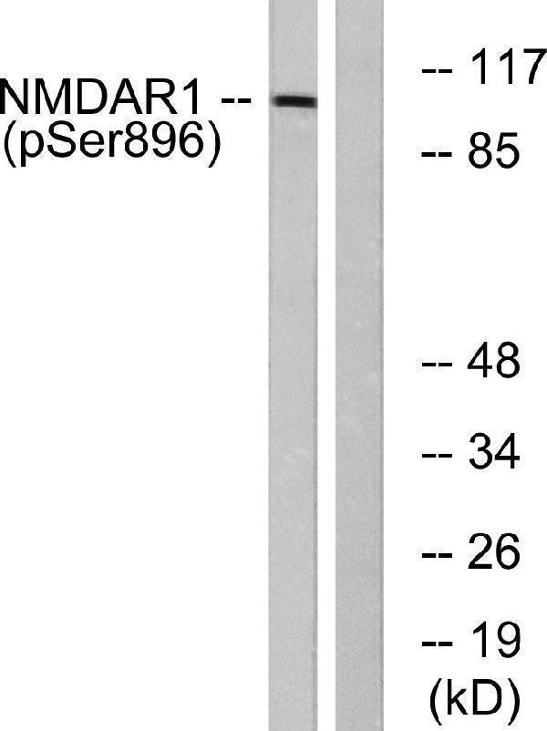 a01808s896 1 grin1 primary antibodies wb testing 3