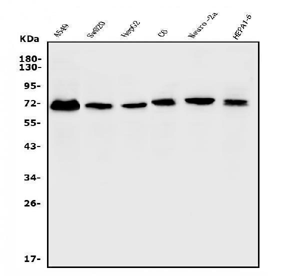 a01809 2 etv5 primary antibodies wb testing 1