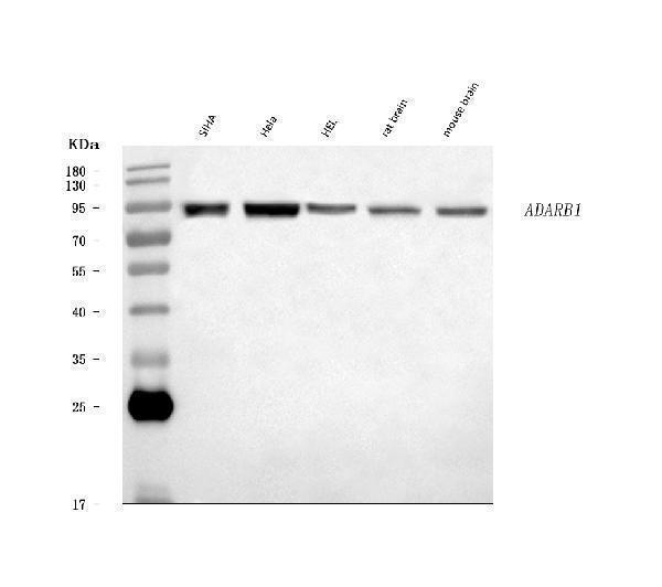  Western blot analysis of RED1/ADARB1 using anti-RED1/ADARB1 antibody (A01810-2)