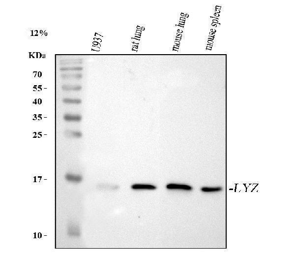  Western blot analysis of Lysozyme/LYZ using anti-Lysozyme/LYZ antibody (A01811-1)