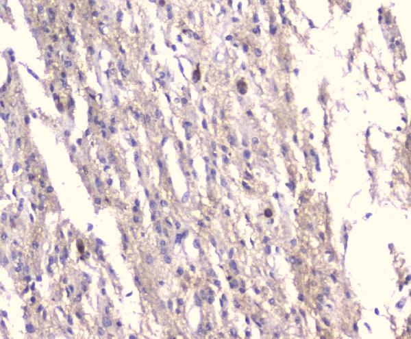  IHC analysis of KCNA1 using anti-KCNA1 antibody (A01813-1)