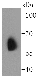 a01813 2 kcna1 primary antiboties wb testing 1