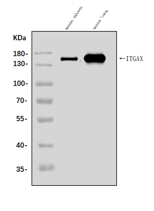 a01813 3 cd11c primary antibodies wb testing 1