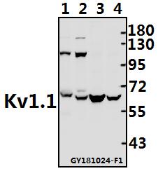 a01813 kcna1 primary antiboties wb testing 1