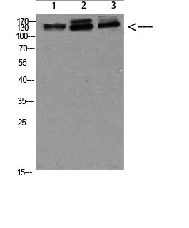 a01815 1 nfat5 primary antibodies wb testing 2